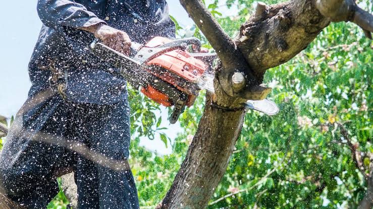 Pioneer Valley Junk Removal - Tree Removal in Enfield, CT